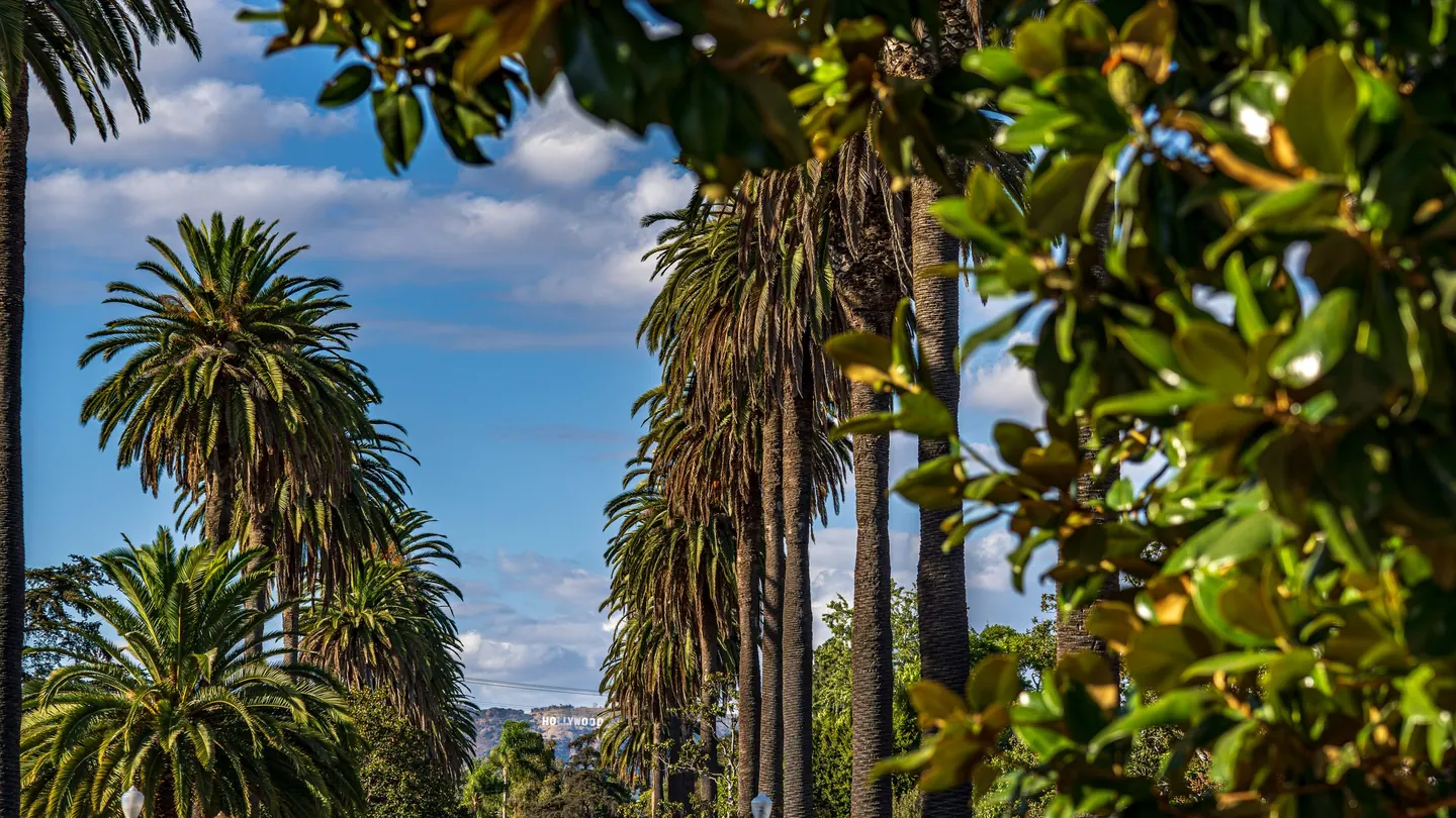 Palm trees lining a sunny street in West Hollywood, with the Hollywood Sign in the distance